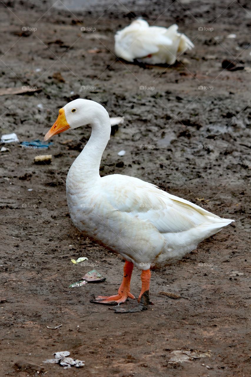 Duck