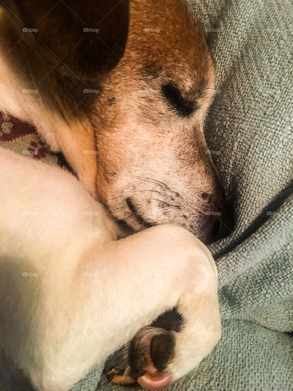 Thirteen year-old Jack Russell named Bean lost in blissful dreams full of youth, squirrels, and meat balls. 