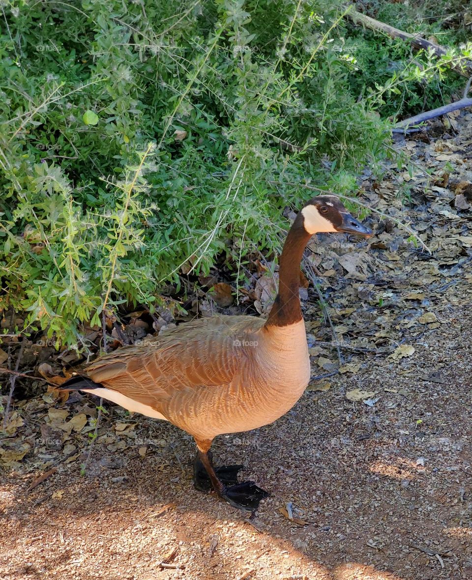 Canadian Goose Staring at Camera