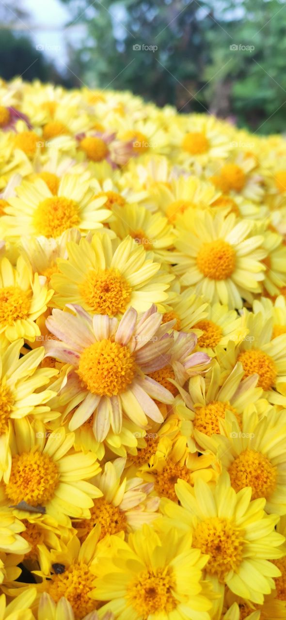 Many many yellow chrysanthemums. Beautiful flowers