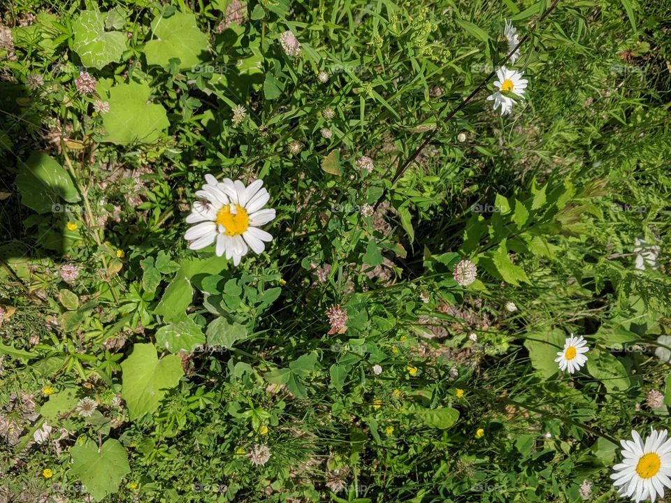 Flower, Nature, Flora, Summer, Chamomile