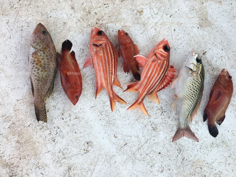 Collection Of The Fishes I Got On My First Time Fishin