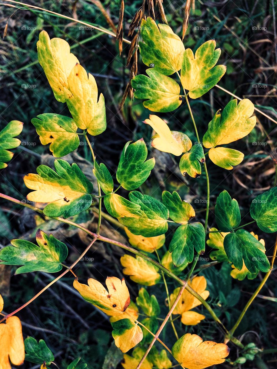 Green yellow autumn leaves 