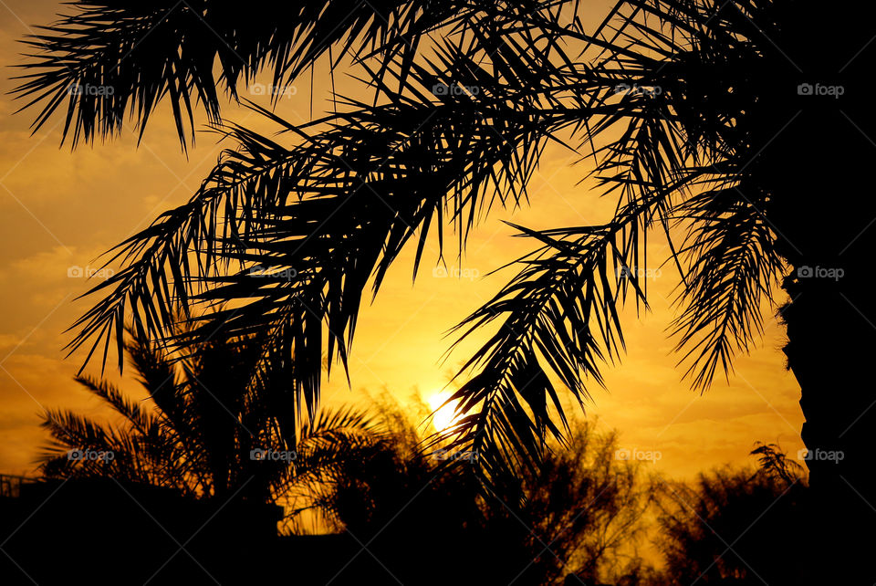 Sunset Tree Silhouette