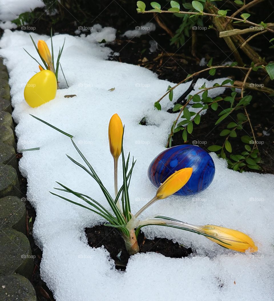 ostern krokus Schnee