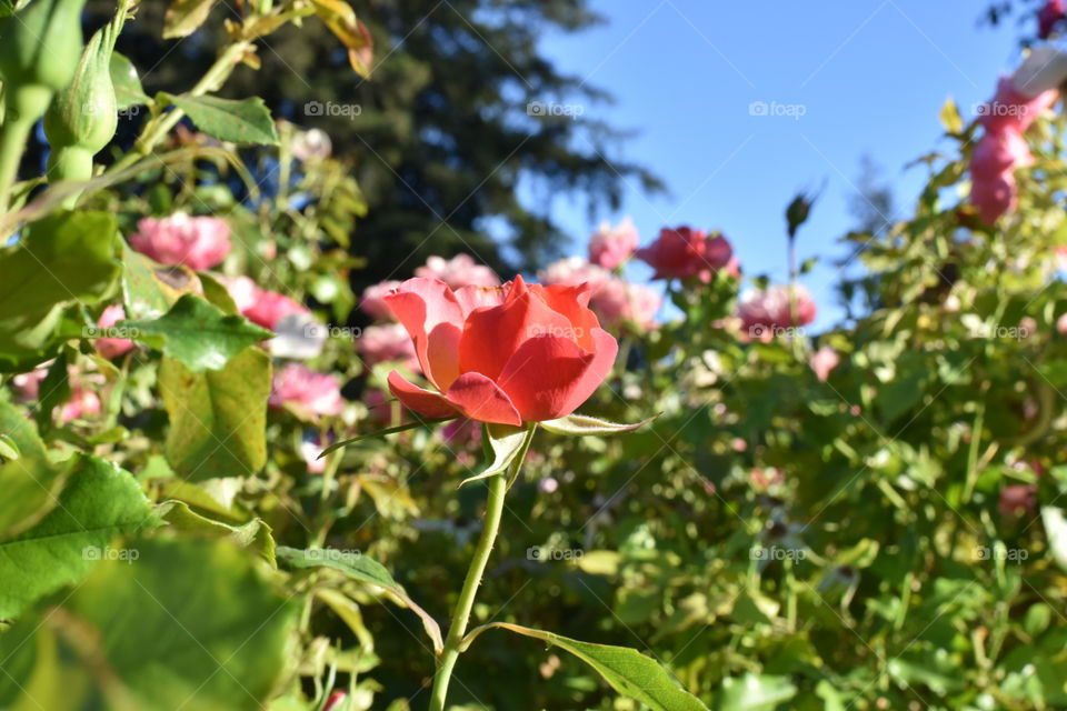 Pink rose in rose garden