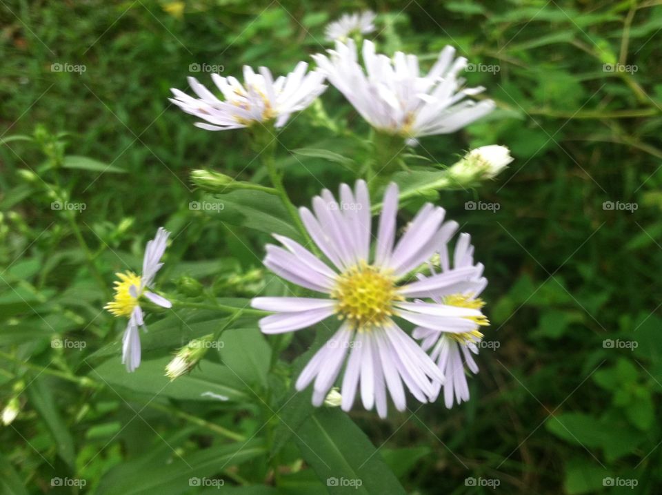 Aster