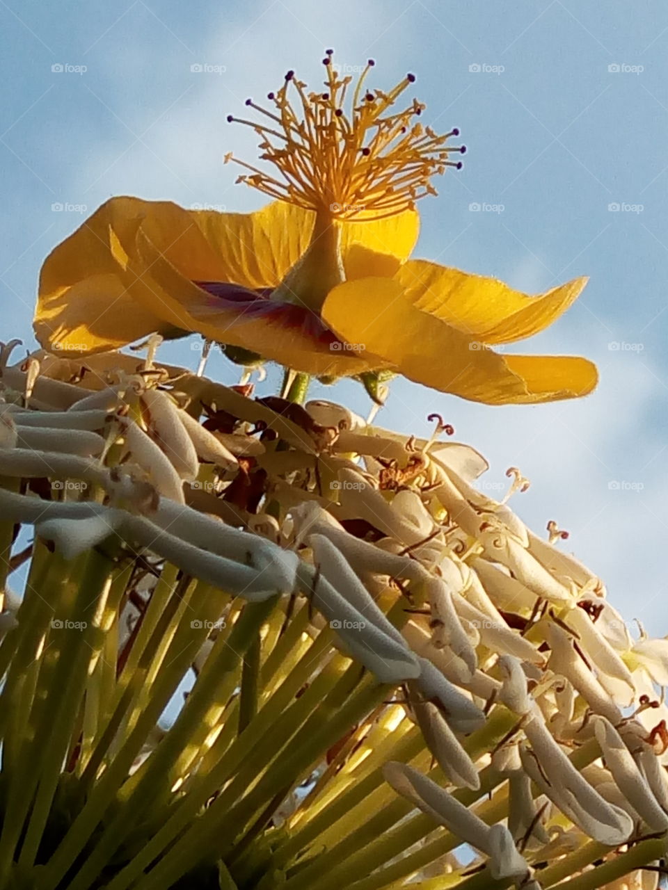 yellow petal above spring buds