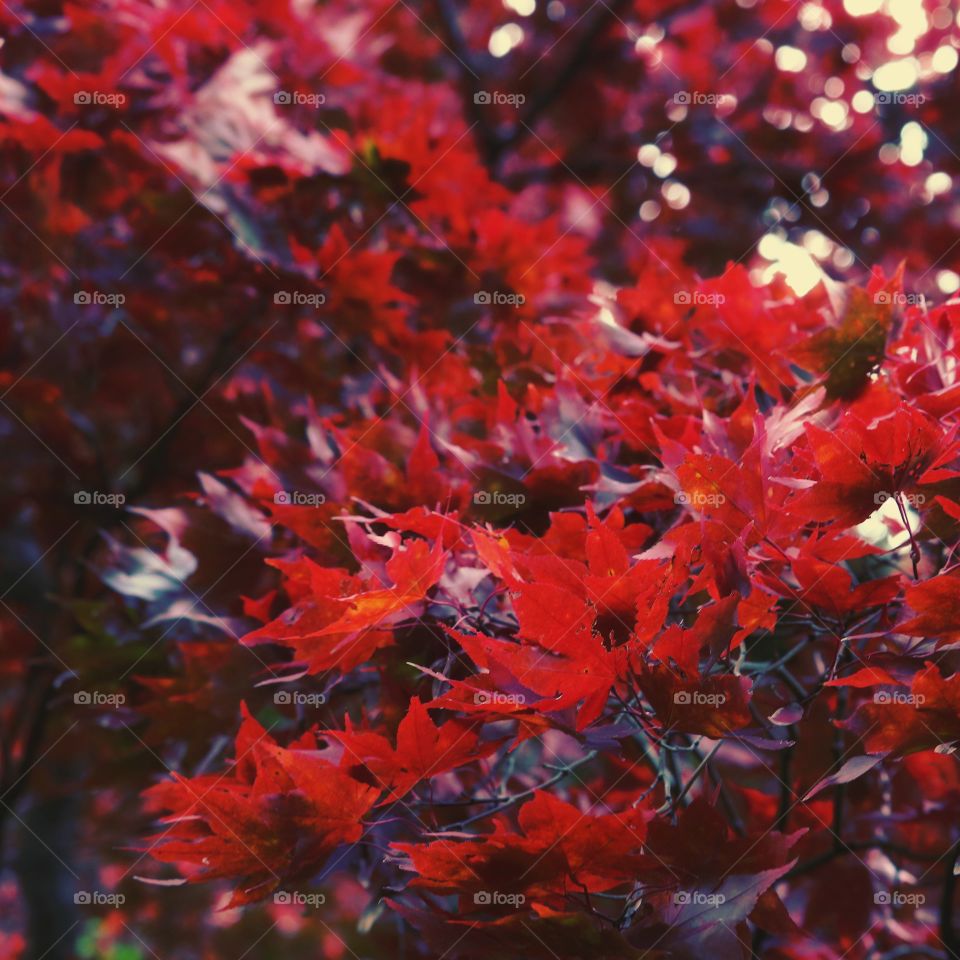 red autumn leaves