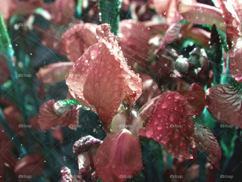 flowers in the rain