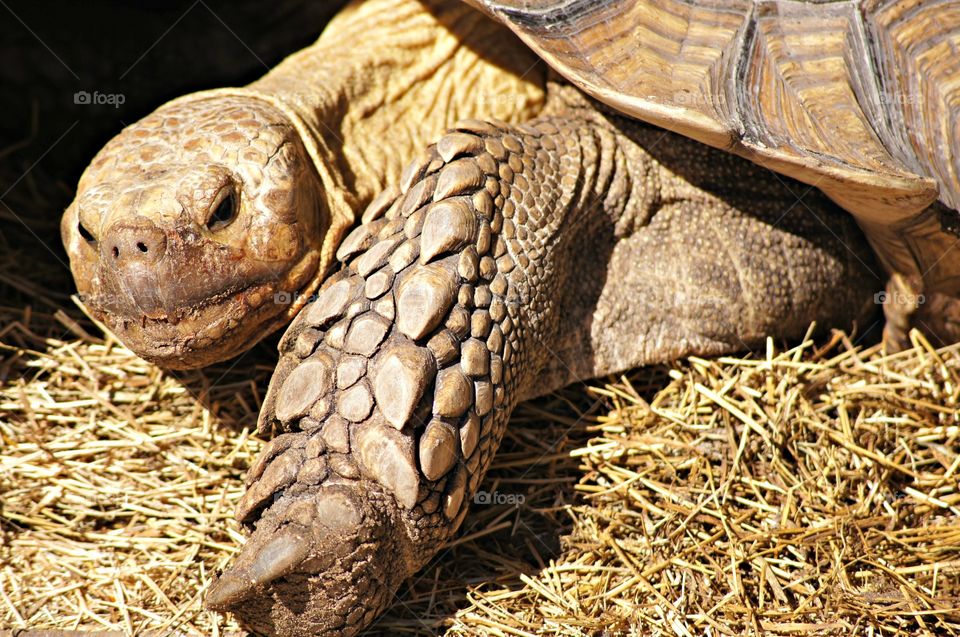 Close-up of tortoise