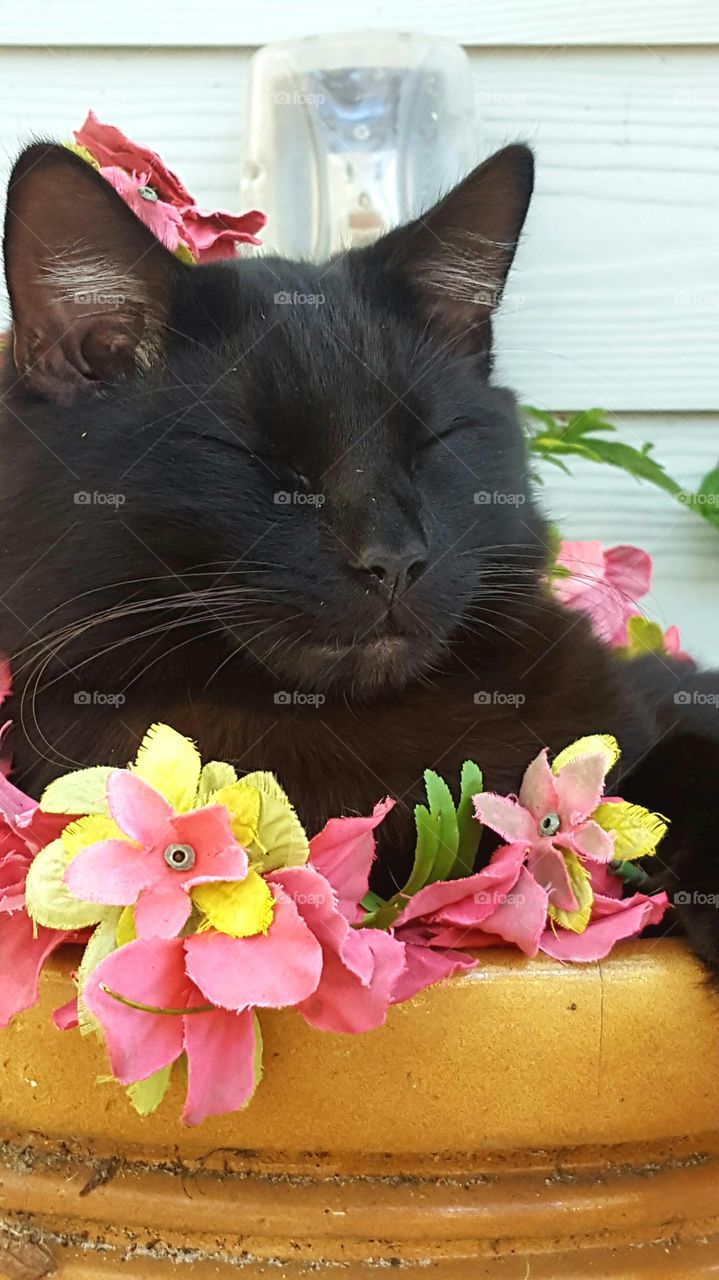 Bob in flower pot