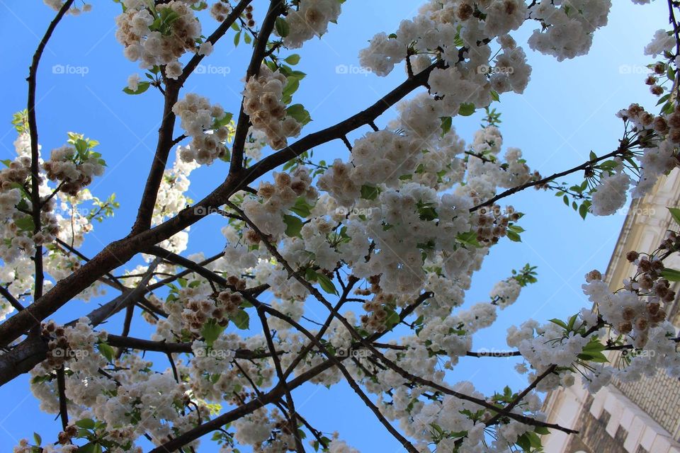spring blossom xo