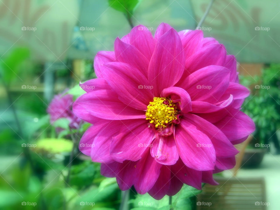 yellow pink flower vietnam by mengzishiliu