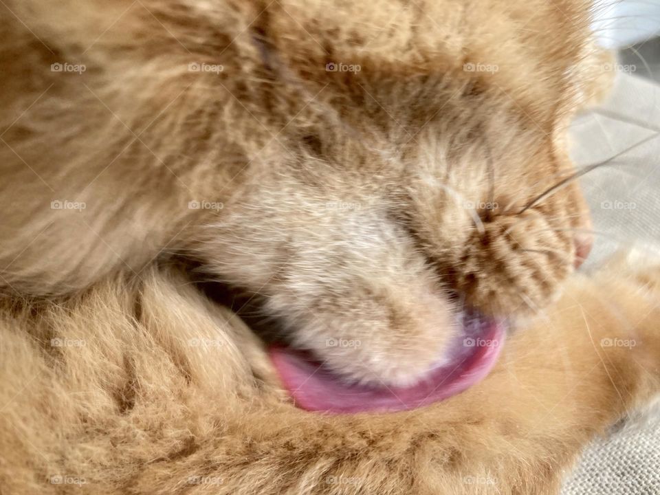 Cat tongue licking 