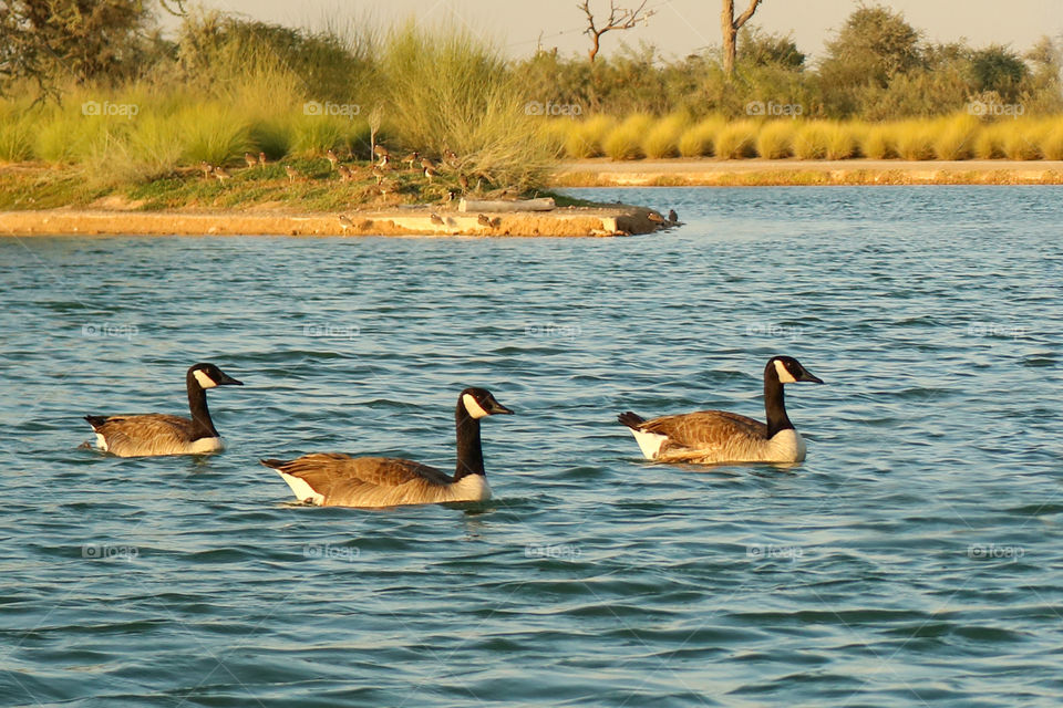 Three Ducks