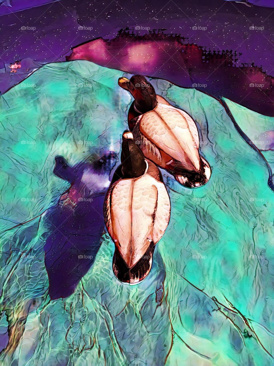 Ducks in a swimming pool