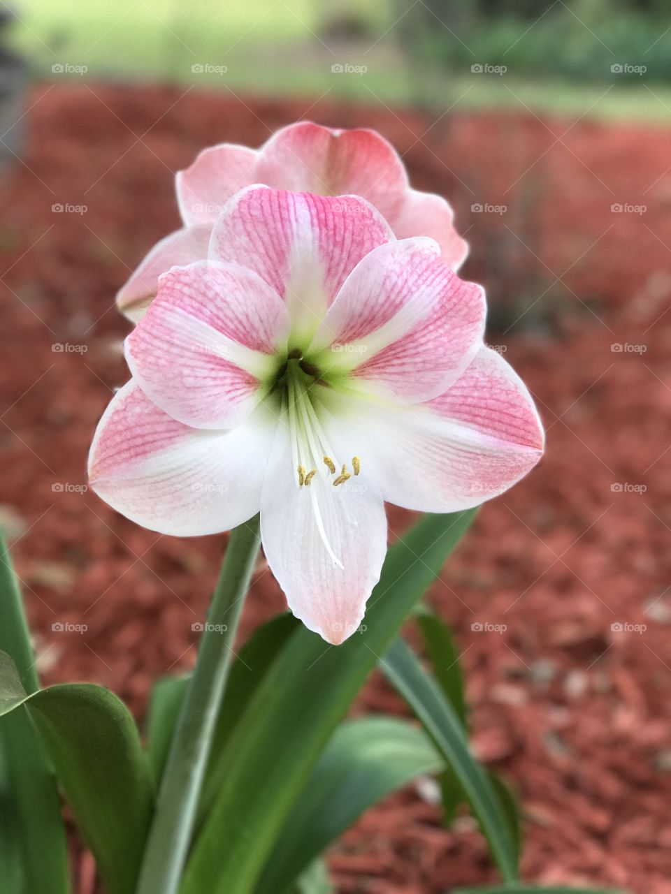 Close-up of a amaryllis