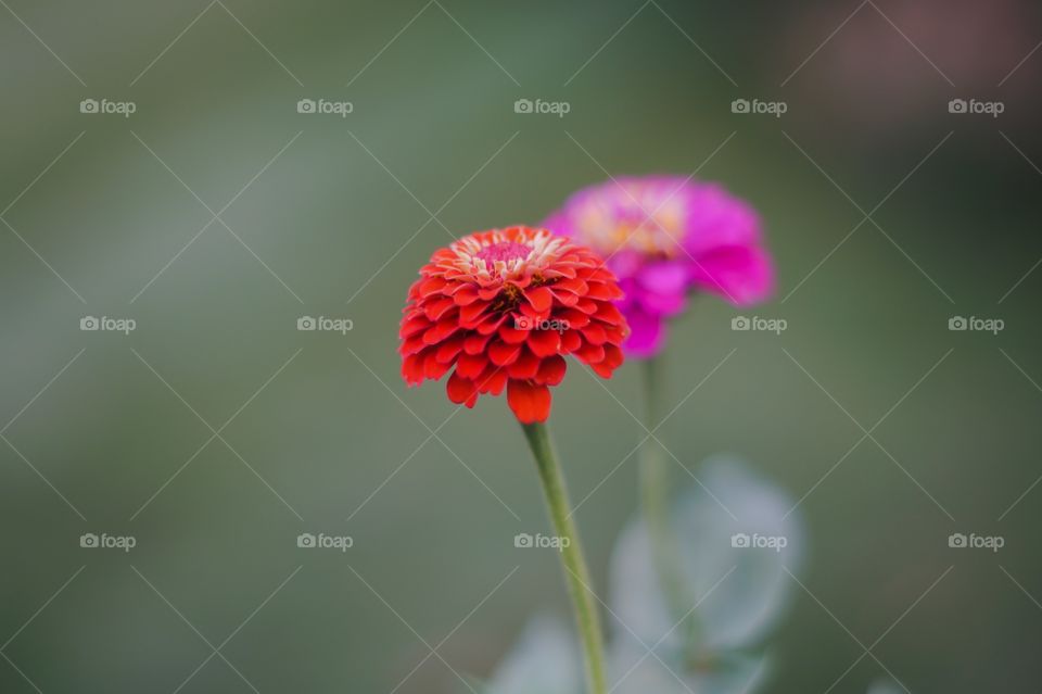 Macro flowers