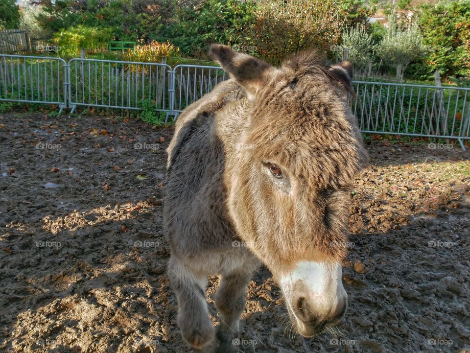 Happy grey