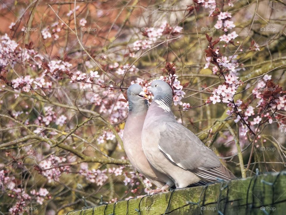 Common wood pigeon couple