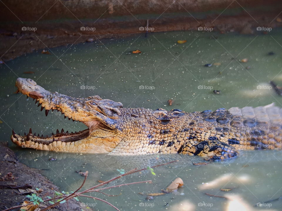 Crocodile opens its mouth
