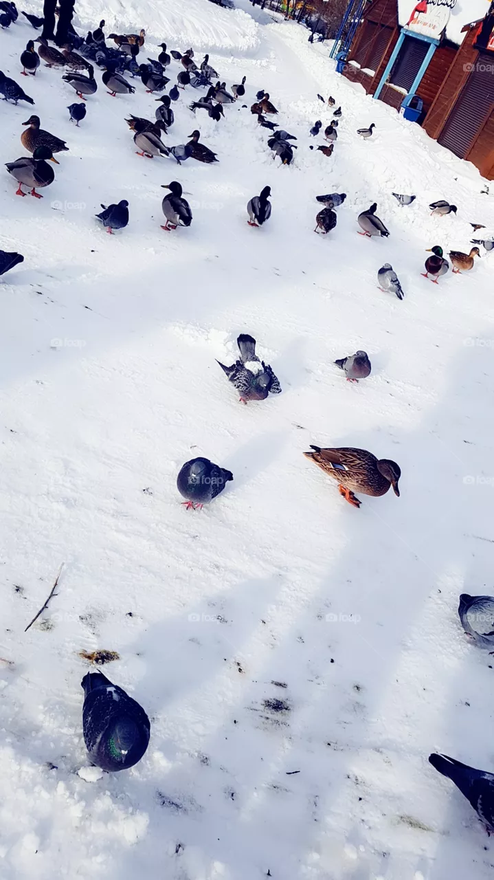 duck