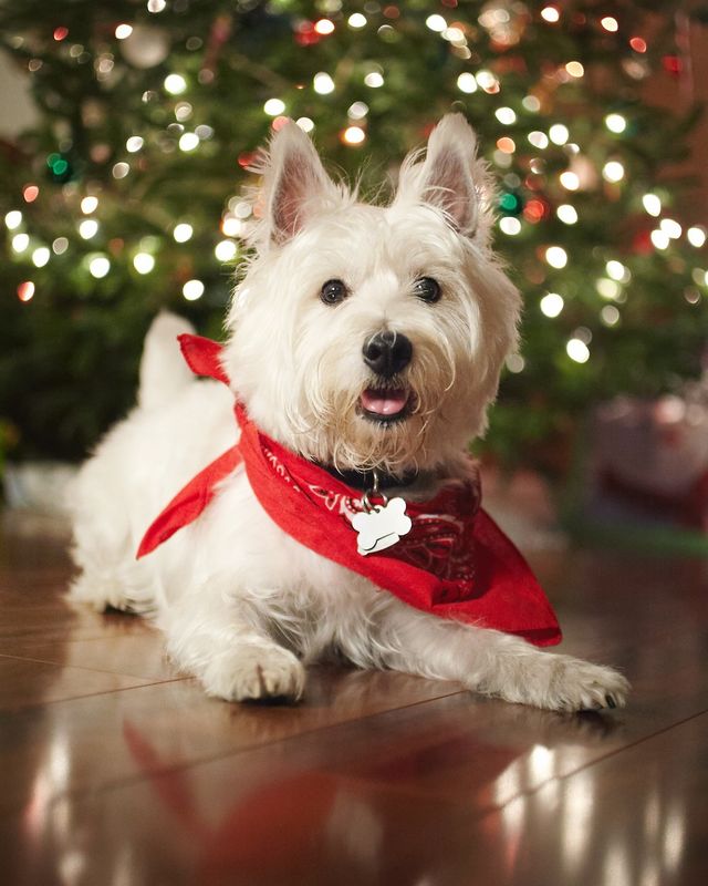 Portrait of dog