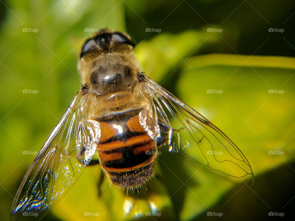 hoverfly on green leaves