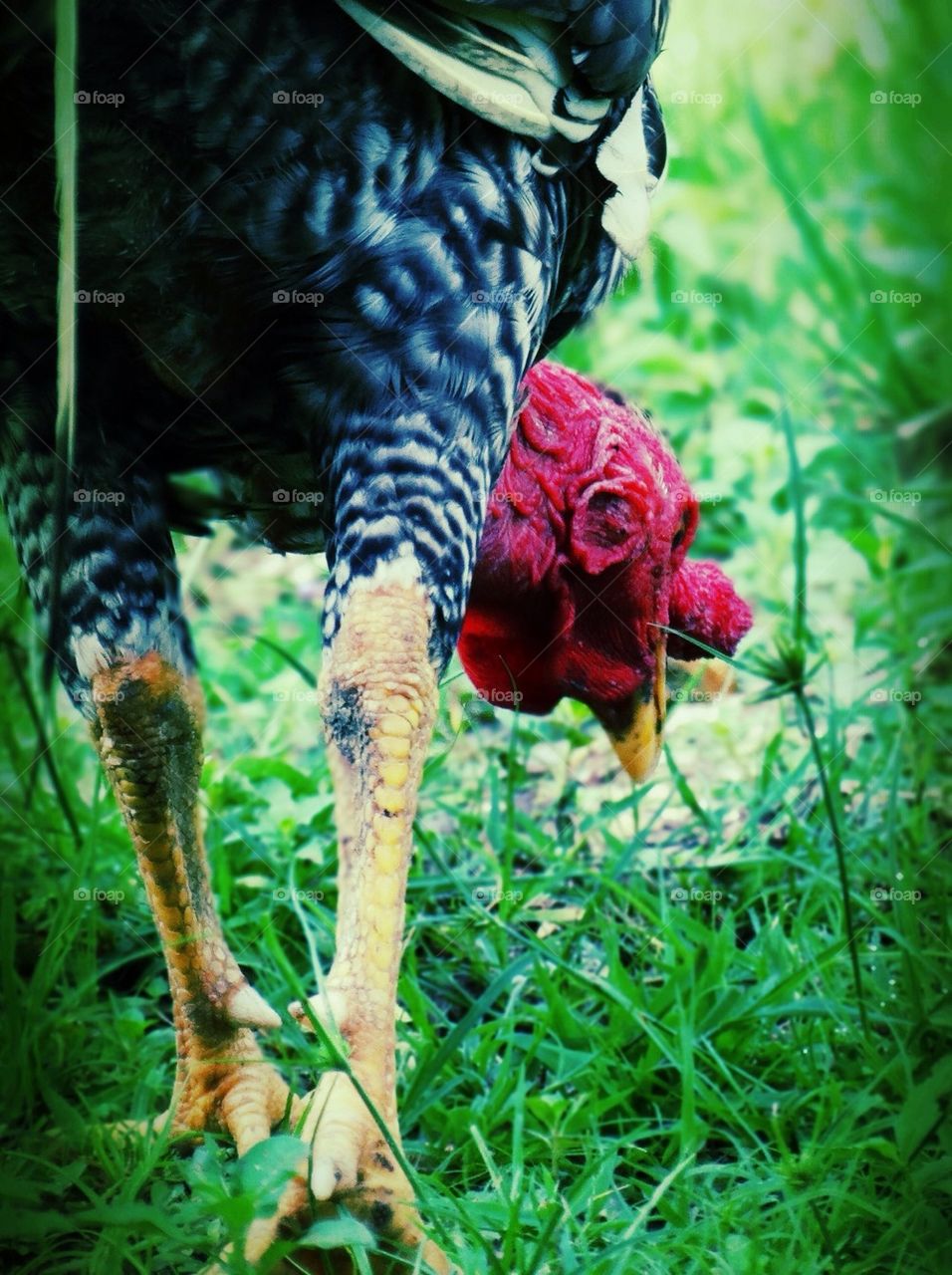 A rooster