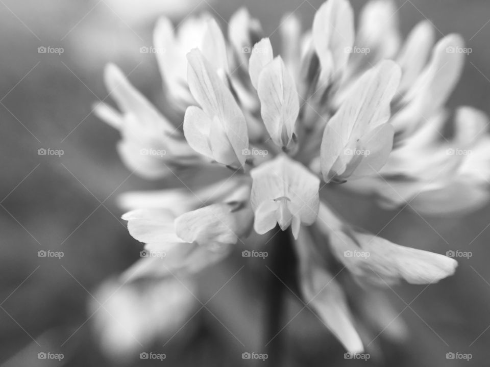 Close-up of a clover bloom