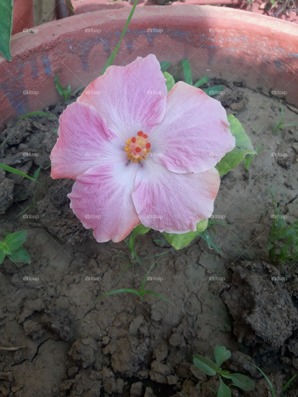 beautiful pink hibiscus in our garden