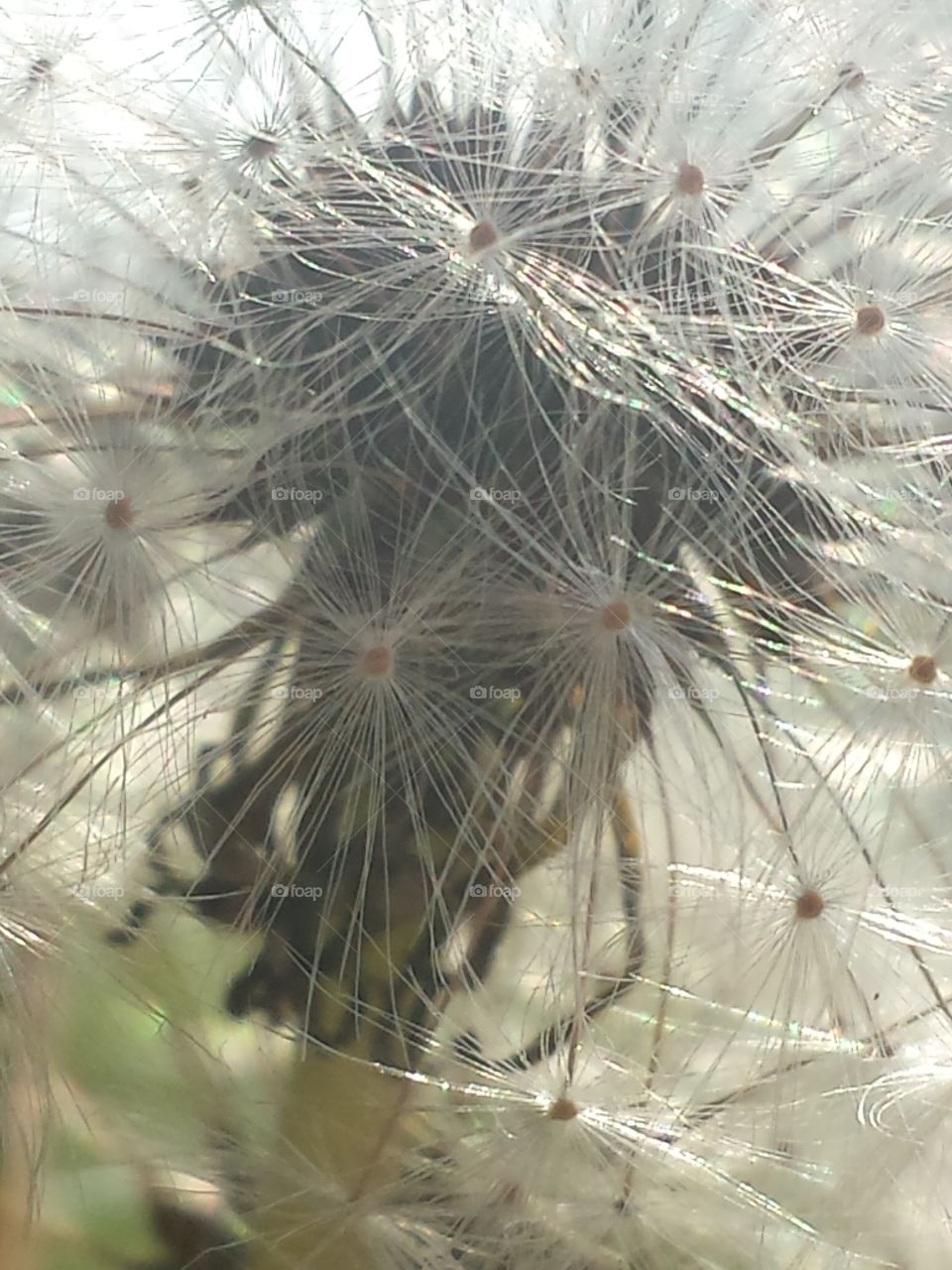 Wishes in the Morning