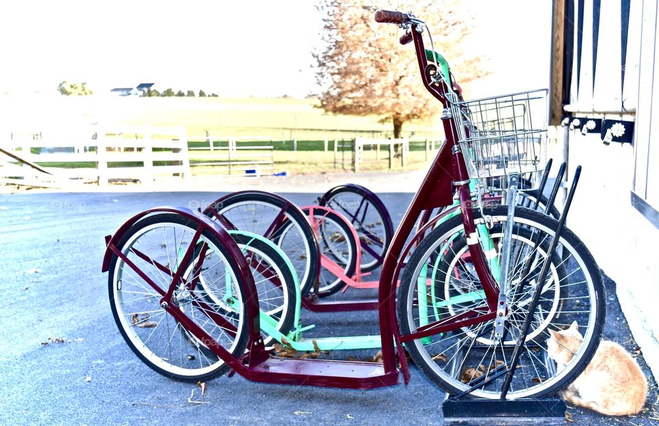 Amish Children Transportation