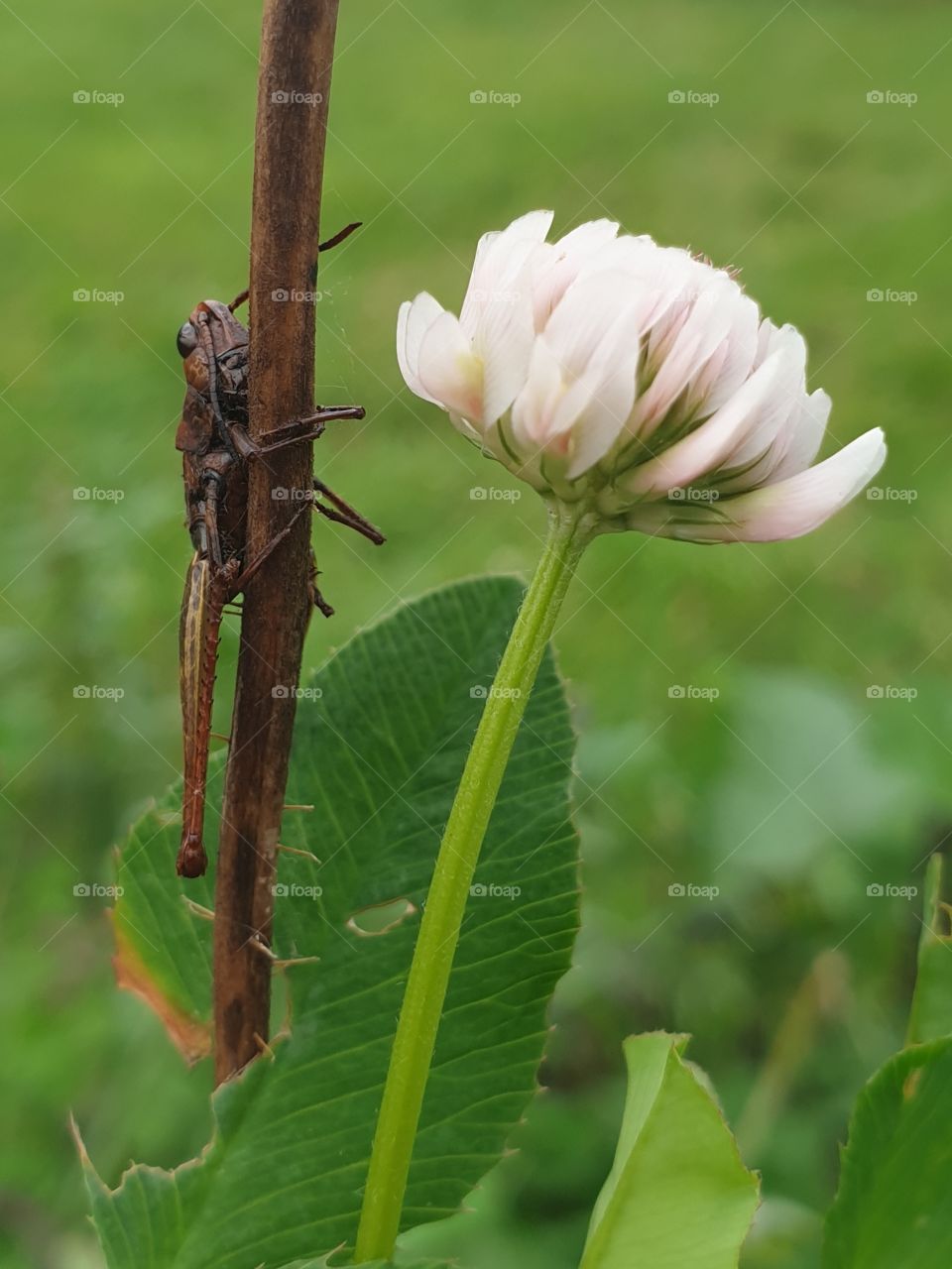 A dead insect holding on to a poppy-stem.