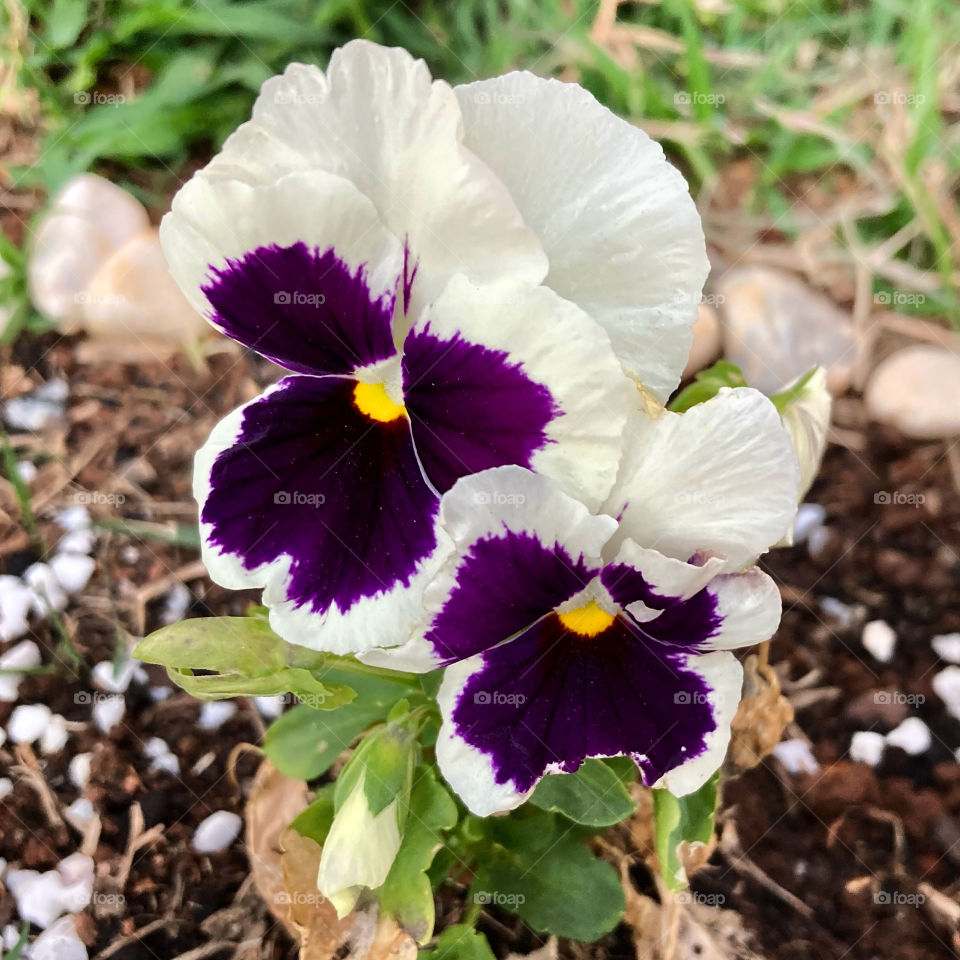 🌹 🇺🇸 Very beautiful flowers to brighten our day.  Live nature and its beauty. Did you like the delicate petals? / 🇧🇷 Flores muito bonitas para alegrar nosso dia. Viva a natureza e sua beleza. Gostaram das pétalas delicadas? 