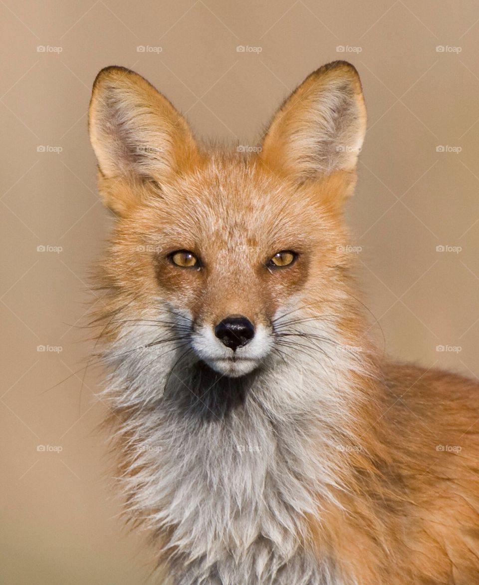 fox