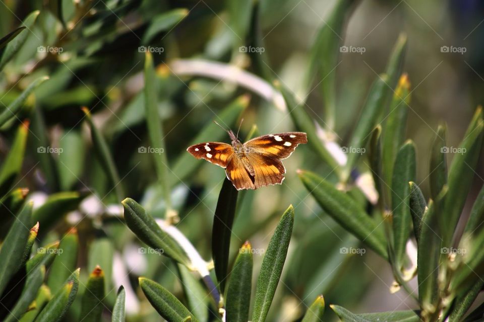 Close-up of butterfly on leaf