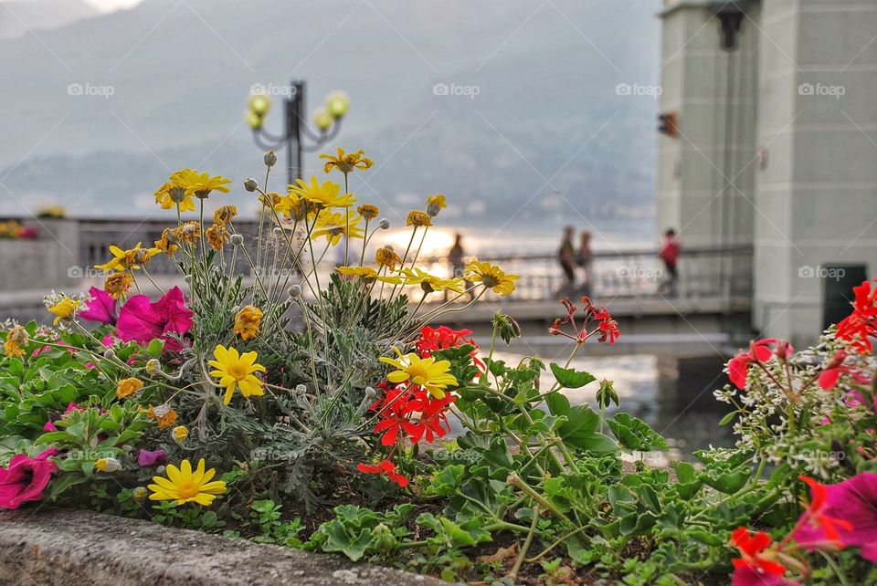 Flowers, sunshine and bridges 