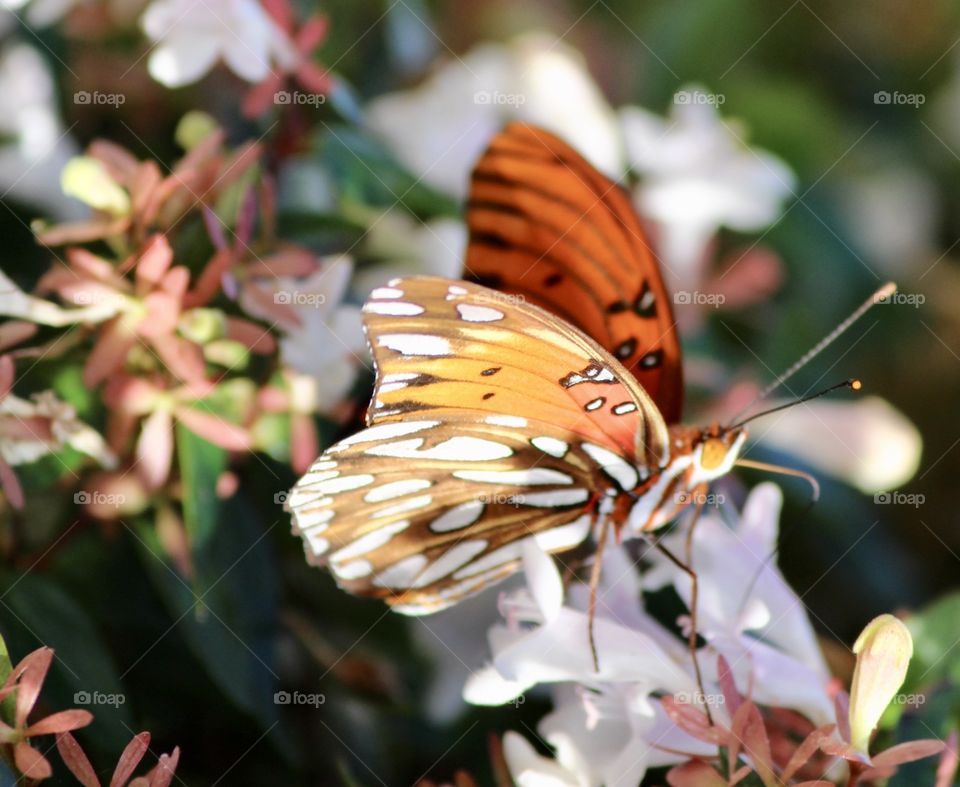 Butterfly and Flowers 