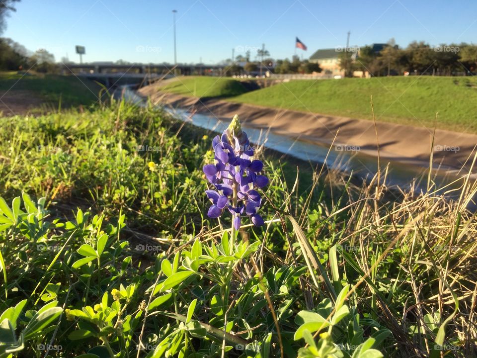 Bluebonnets in spring 