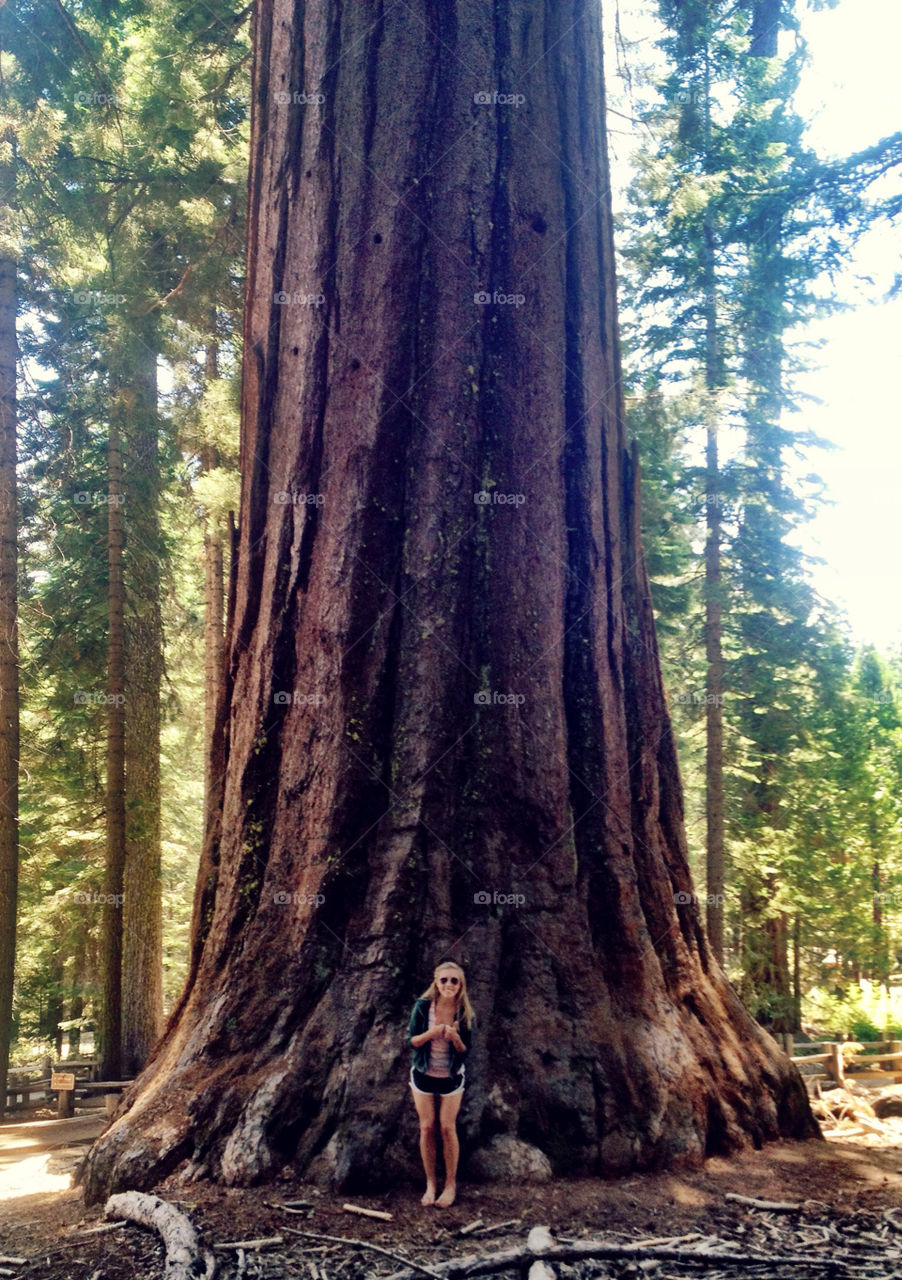 sequoia