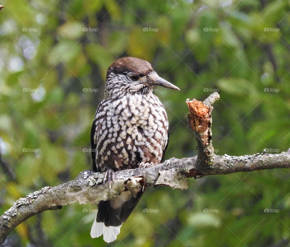 Nutcracker sits on a branch in the forest