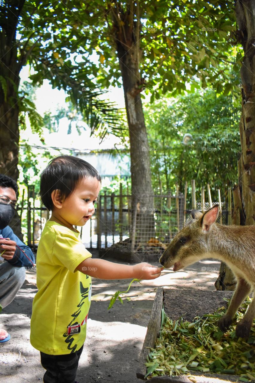 feed a wallaby with vegetables