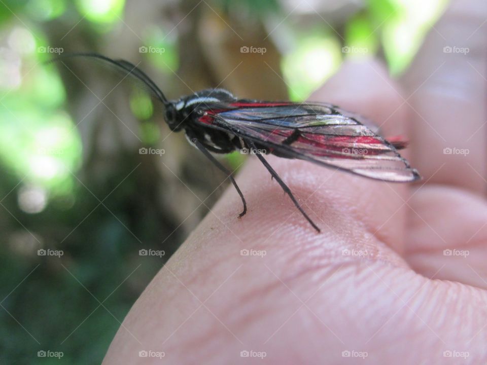 Scarlet tipped wasp moth