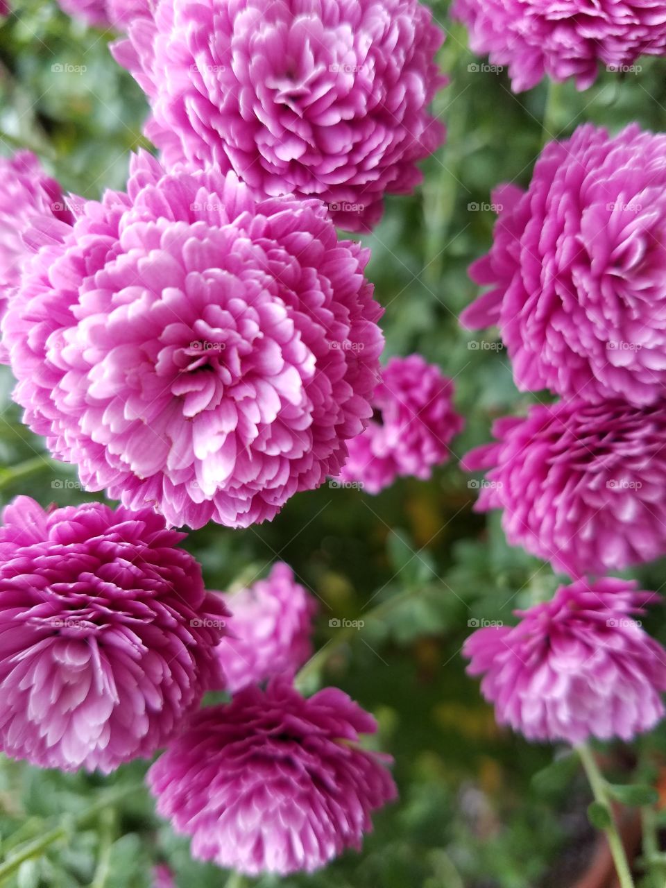 pink chrysanthemum bunch