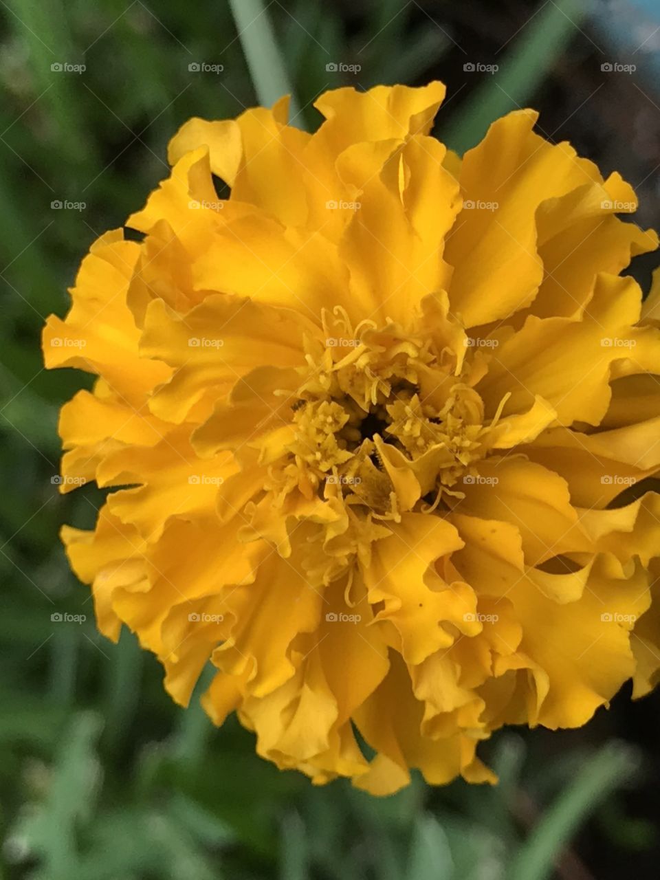Marigold