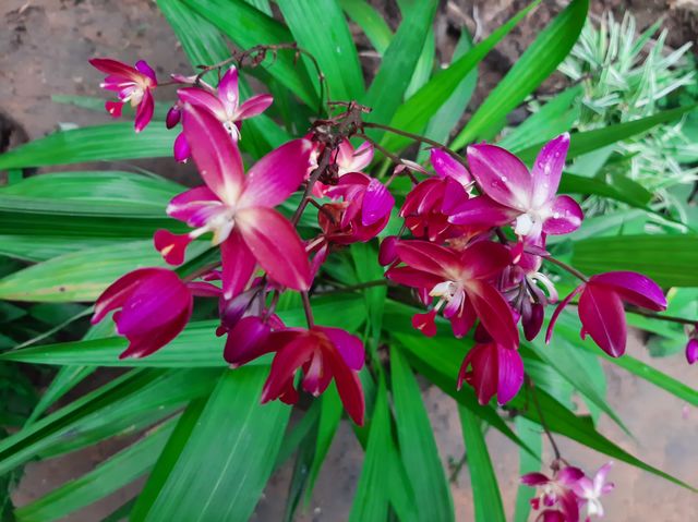 This is a one of beautiful flowers in my garden. Name: Orchidaceae, Family: Orchidaceae; Juss, Kingdom: Plantae, Order: Asparagales.