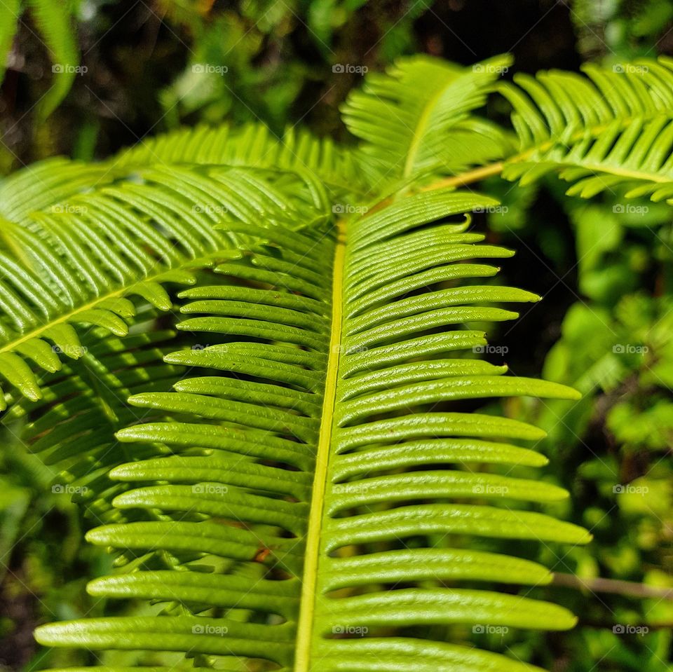 Green fern in forest