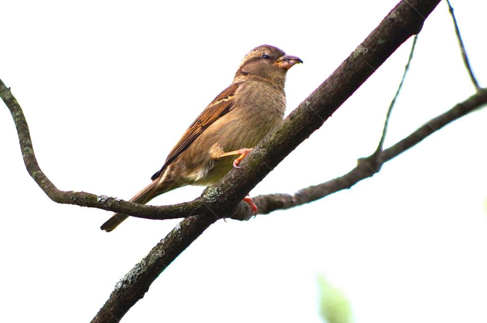 Sparrow on Branch